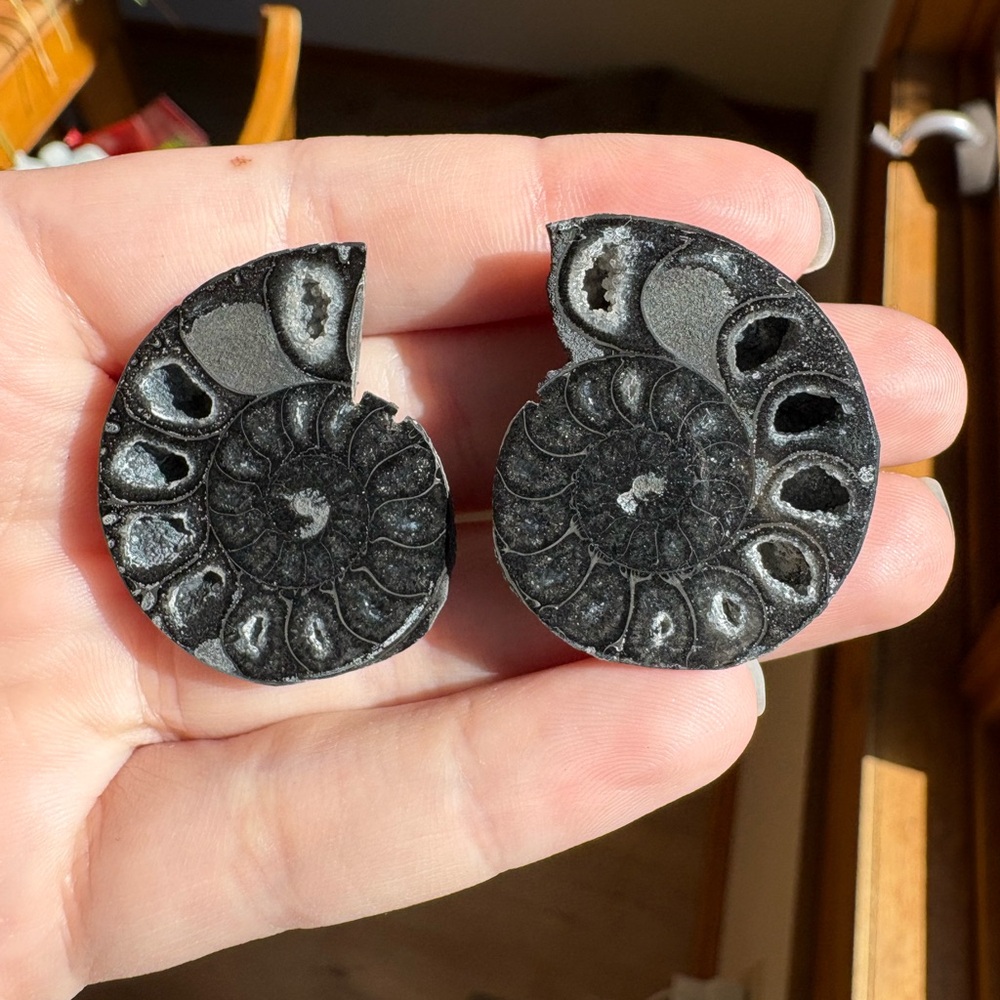 Black ammonite fossil pair